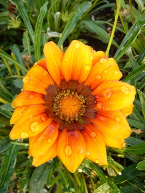 Gazania x 'Kontiki' melange